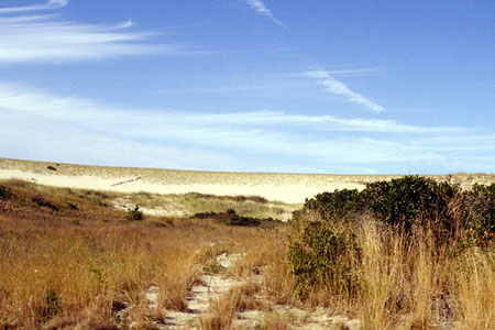 Welfleet Dune